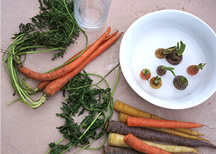 Growing Carrots from Scraps