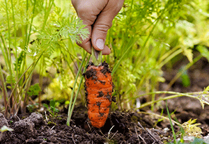 Harvesting Carrots