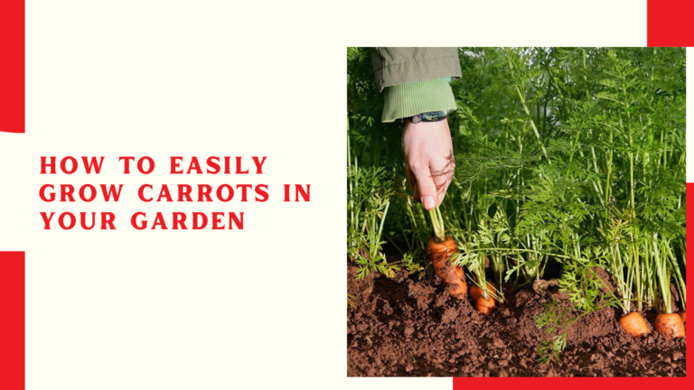 How to Easily Grow Carrots in Your Garden