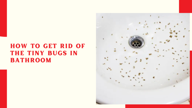 How to Get Rid of The Tiny Bugs in Bathroom