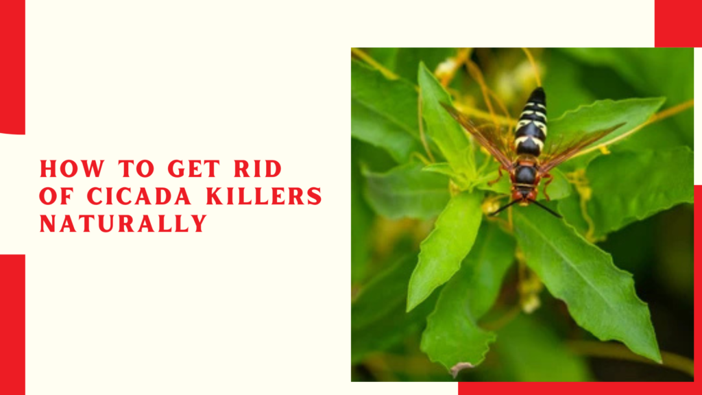 How to get rid of cicada killers naturally