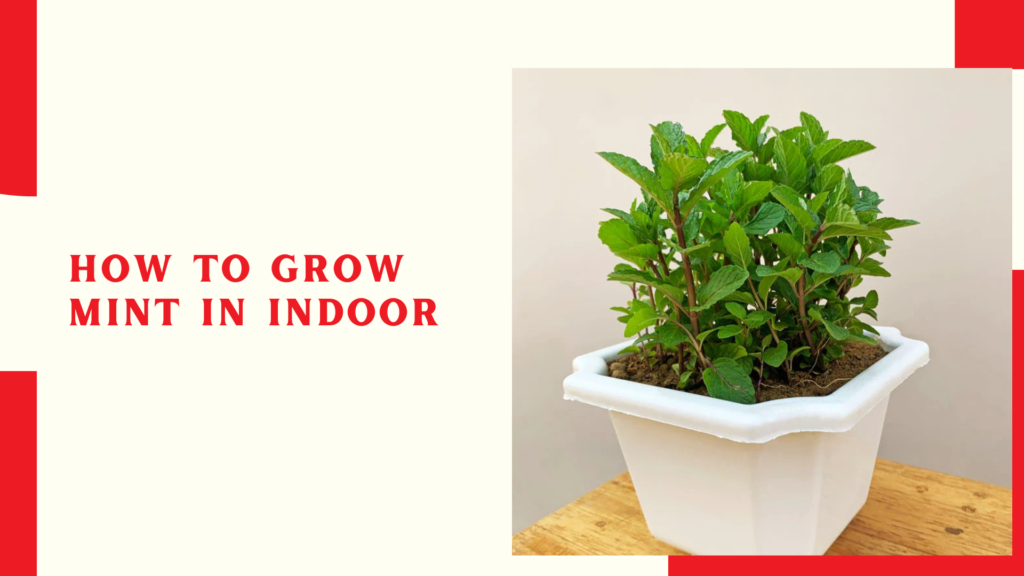 How to grow mint in indoor