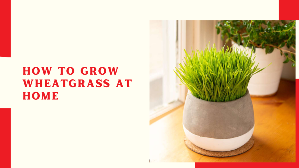 How to grow wheatgrass at home