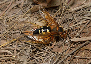 Avoid Disturbing Nests