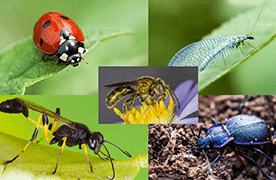 Introduce Beneficial Insects