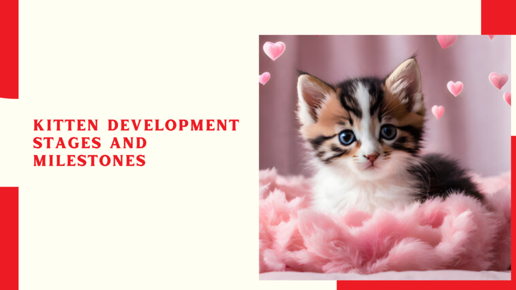 Kitten Development Stages and Milestones