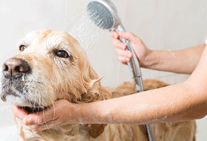 Oatmeal Bath