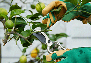 Pruning Tips