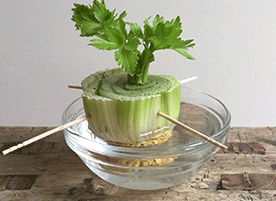 Regrowing Celery