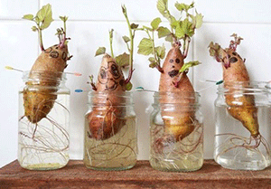 Regrowing Potatoes