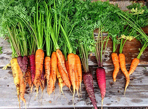 Select the Proper Carrot Variety