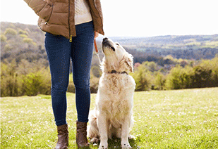 Signs Your Dog is Protecting You