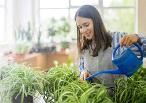 Spider Plant