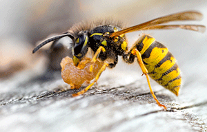 Understanding Wasps