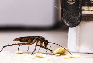 Understanding Why Roaches Are Attracted to Kitchen Appliances