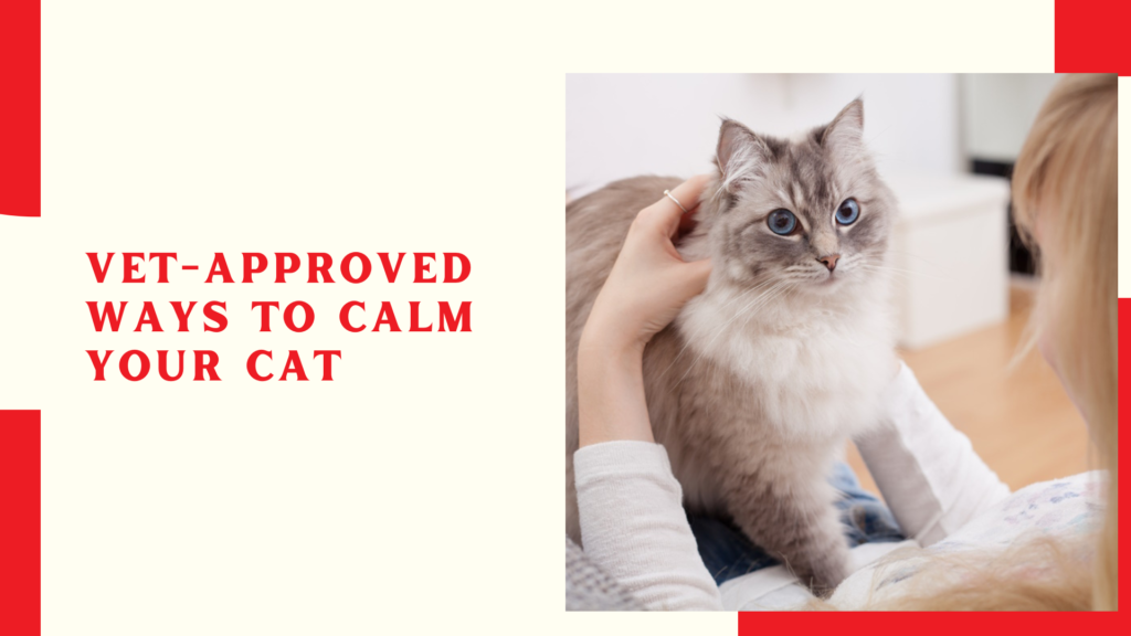 Vet-Approved Ways to Calm Your Cat