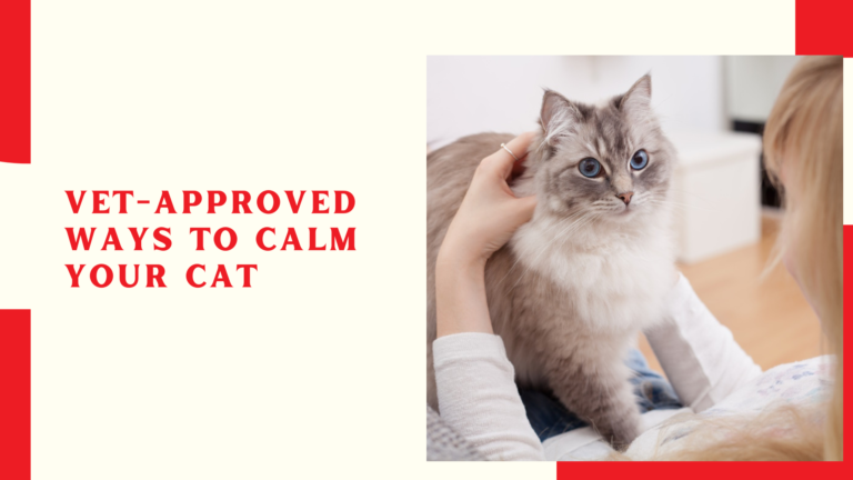 Vet-Approved Ways to Calm Your Cat