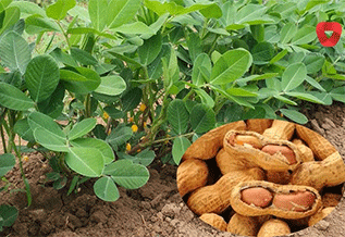 What Are Peanut Plants?