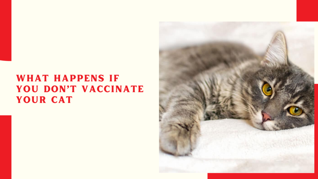 What happens if you don’t vaccinate your cat