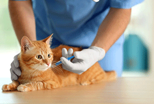 What vaccines do vets recommend for cats?