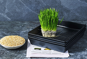 Wheatgrass seeds are available for purchase in packages