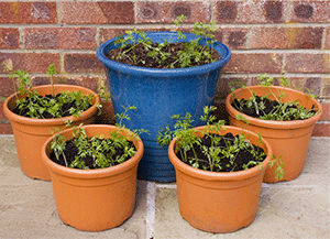 Why use containers to produce carrots?