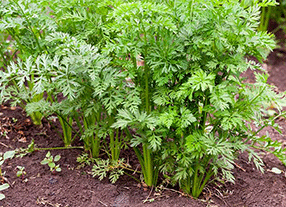 Planting Carrots